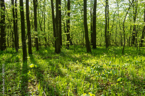 Forest trees. Nature green wood sunlight backgrounds