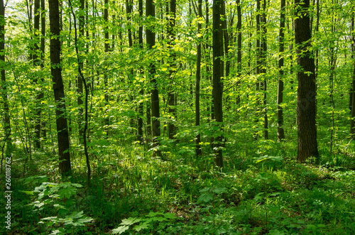 Forest trees. nature green wood sunlight backgrounds