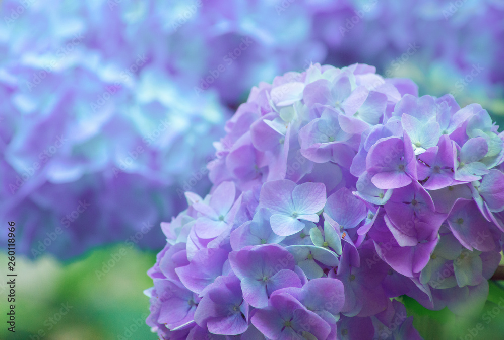 hydrangea flowers close up