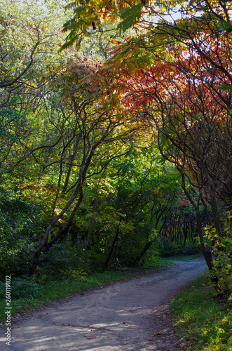 Pathway in a lush green park. © photolink