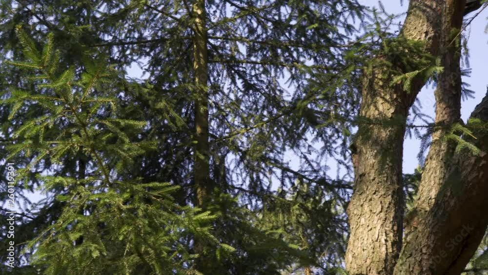 big green pine trees in the spring forest big green pine trees in the spring forest