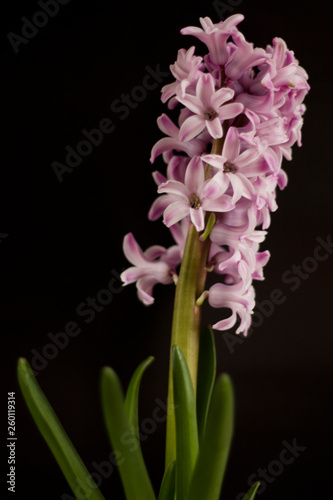 Fototapeta Naklejka Na Ścianę i Meble -  Hyacinth