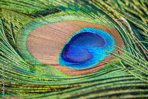 Close up shot of a beautiful peacock fan