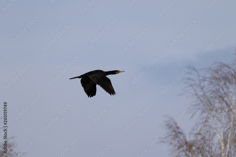 Obraz premium Kormoran