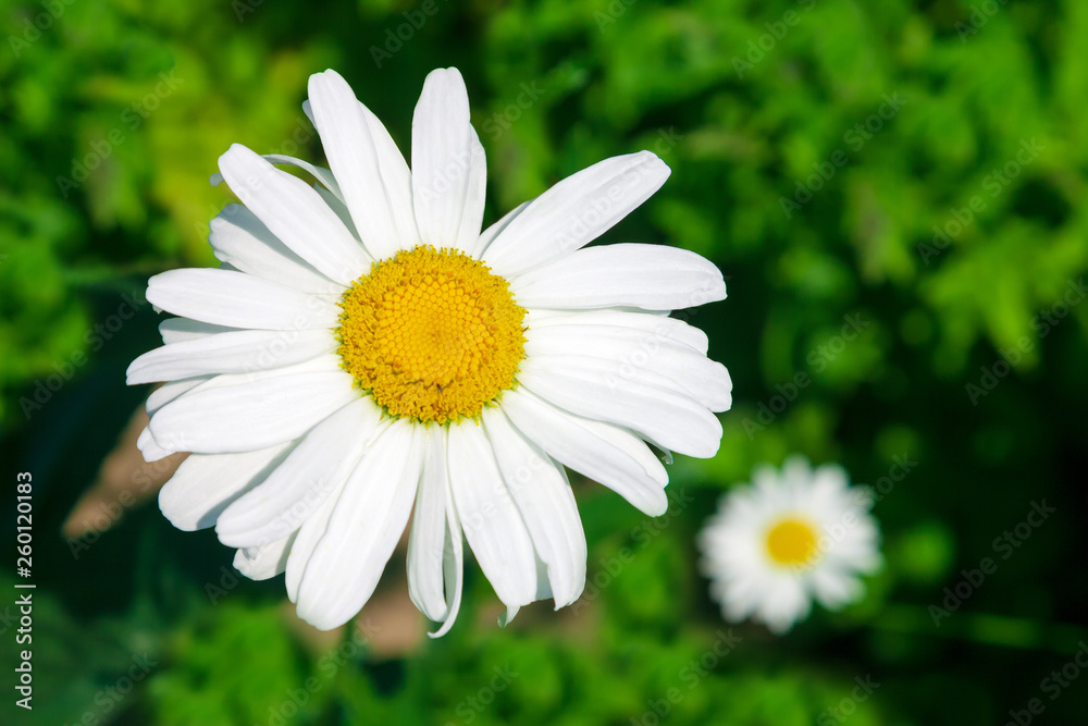 White garden daisies on a light blurry background are highlighted by the morning sun in the garden. White garden daisies on a light blurry background are highlighted by the morning sun in the garden.