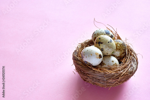 Easter nest with fragile speckled or spotted quail eggs on a pink background with copy space for use as a easter background or spring background