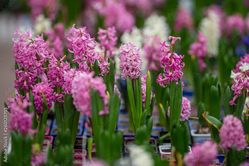 Naklejka premium spring flowers in pots on the shelf of a flower shop