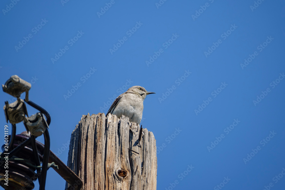 Northern Mockingbird sitting on an electricity pole Northern Mockingbird sitting on an electricity pole