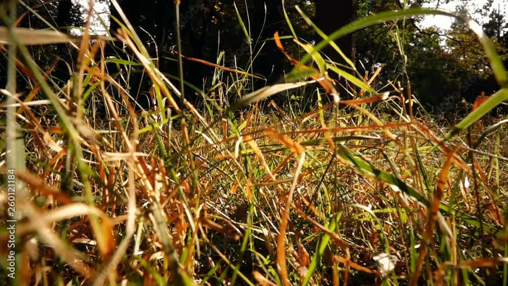 Dry grass Dry grass