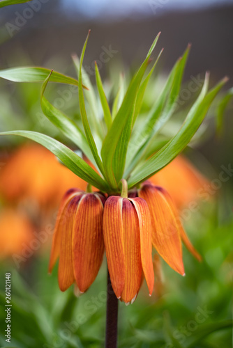 Fritilaria flower in spring. Family of lilies (Fritilaria rubra)