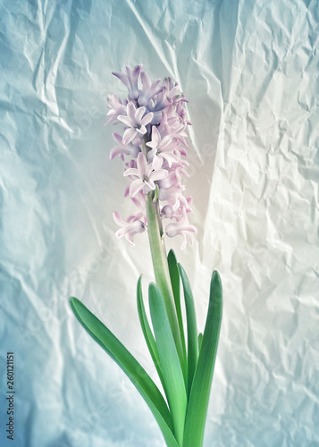 Foto Hyacinth o