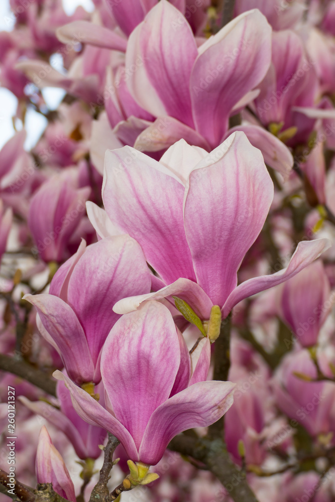 Pink lila farbene Magnolie Blüten, am Strauch im Frühjahr Pink lila farbene Magnolie Blüten, am Strauch im Frühjahr