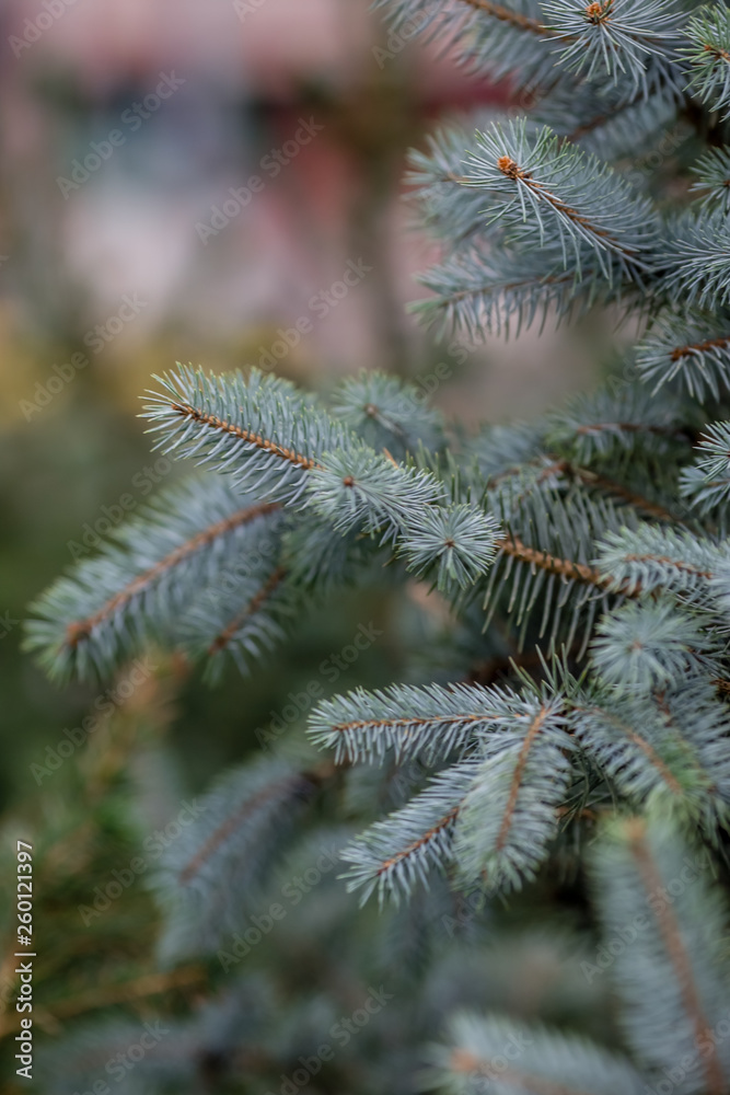 sprig of blue spruce