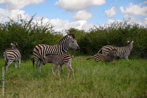 Burchell   s Zebra herd with young foals in attendance
