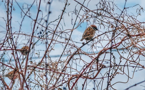 bird on blue sky background