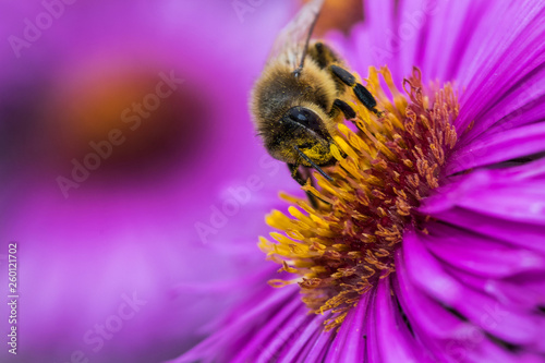 Biene auf lila Blüte