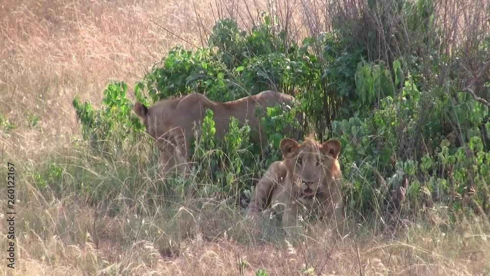Two Female Maneless Lions Lying Down on the Ground in the Golden Dry Grass Two Female Maneless Lions Lying Down on the Ground in the Golden Dry Grass