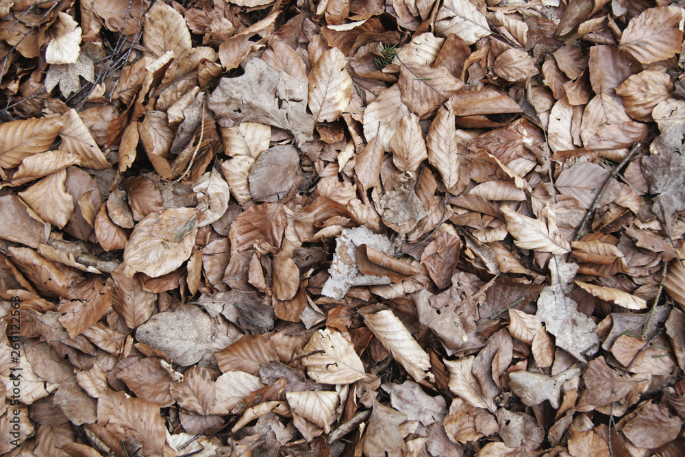 Old brown leafs on the ground texture Old brown leafs on the ground texture