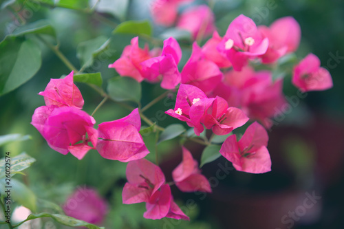 Pink blooming Bougainvillea flower. texture and background.. DOF