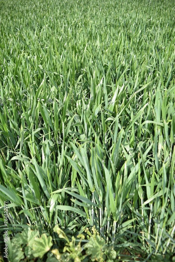 Obraz premium Arizona wheat field