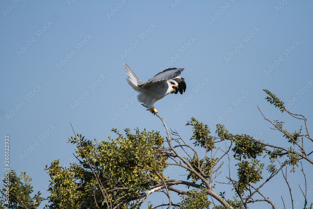 Black Winged Kite playing on a tree Black Winged Kite playing on a tree