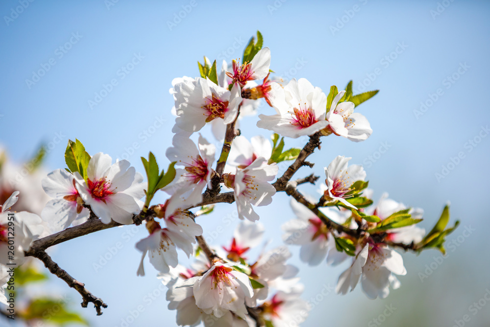 Blossoming apple trees orchard in garden and park during springtime, Prague, Czech republic