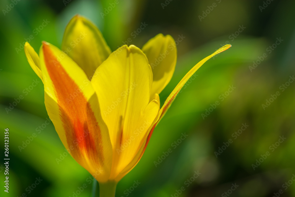 Yellow-red tulip flower with open petals Yellow-red tulip flower with open petals