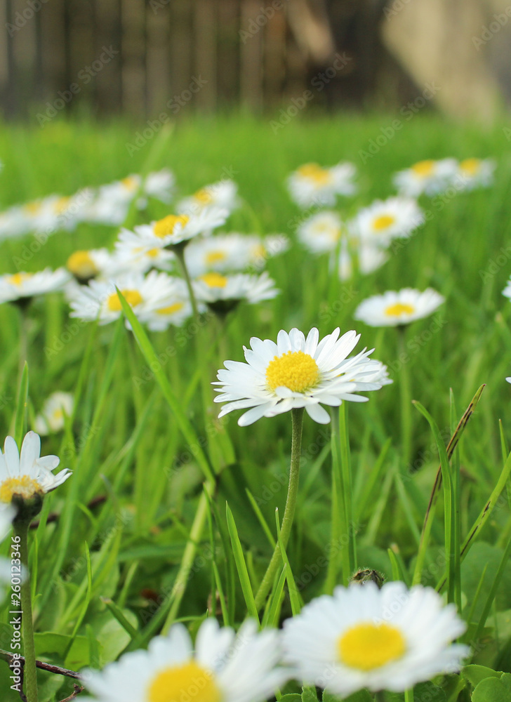 daisy days daisy days