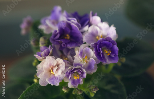 Saintpaulia (Chameleon) blooms with different purple terry flowers. Toning.. Shallow DOW