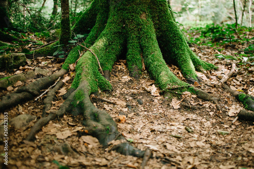 Moss-covered tree roots and fallen leaves covering the ground around the tree. Fairy Forest
