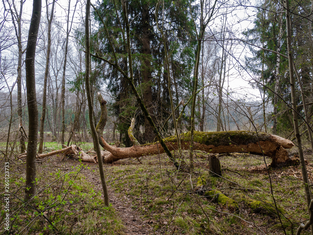 Vom Bieber gefällter und entrindeter Baum Vom Bieber gefällter und entrindeter Baum
