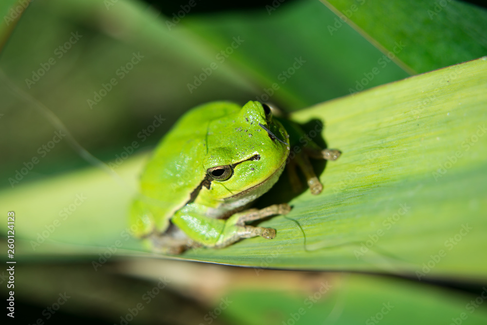 A beautiful one European tree frog is sitting on a leaf A beautiful one European tree frog is sitting on a leaf