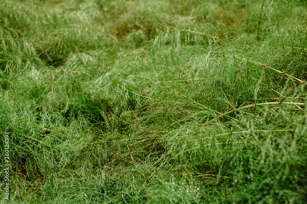 Background green forest horsetail. Abstract background, copy space Background green forest horsetail. Abstract background, copy space
