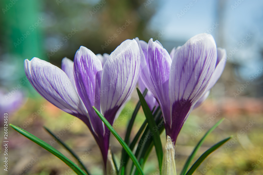 Blooming crocus flowers on a sunny spring day Blooming crocus flowers on a sunny spring day