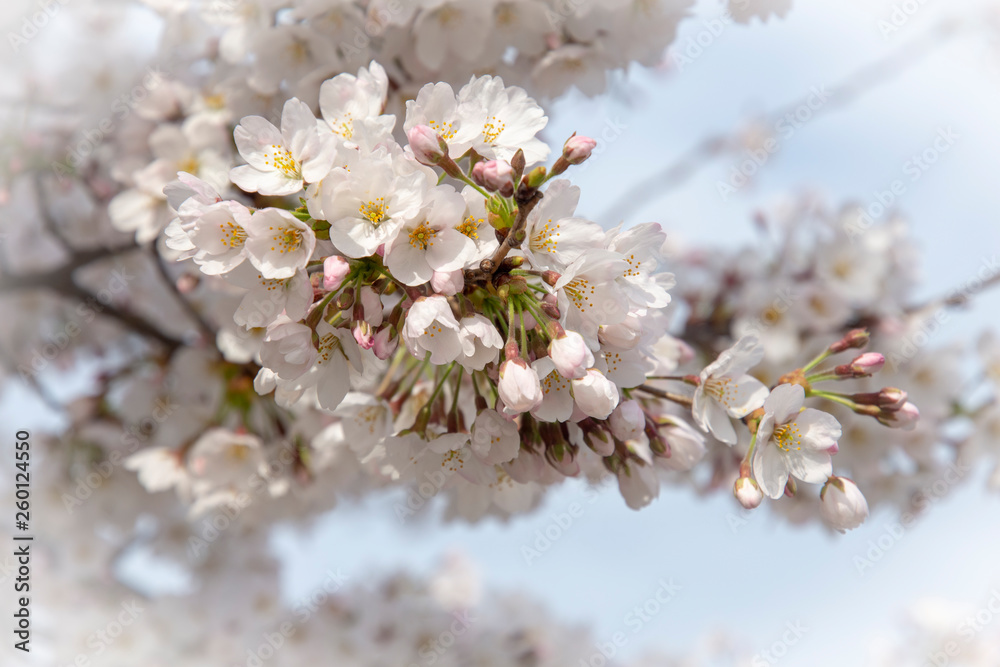 Blossom time