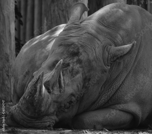 The white rhinoceros or square-lipped rhinoceros is the largest extant species of rhinoceros.  It has a wide mouth used for grazing and is the most social of all rhino species photo