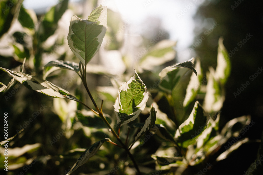 Pedilanthus with green leaves. Shallow depth of field. Leaves in backlit sunlight.