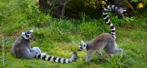 The ring-tailed lemur (Lemur catta) is a large strepsirrhine primate and the most recognized lemur due to its long, black and white ringed tail. 
