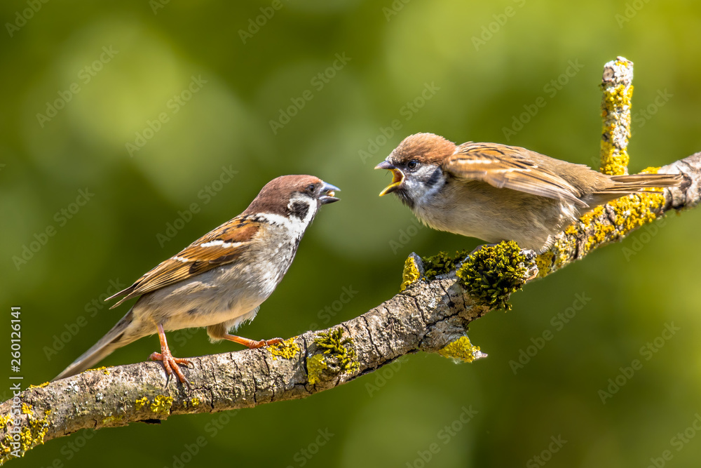 Eurasian tree sparrow with young Eurasian tree sparrow with young