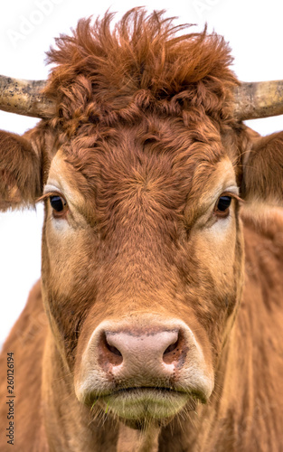 Funny cow close up portrait