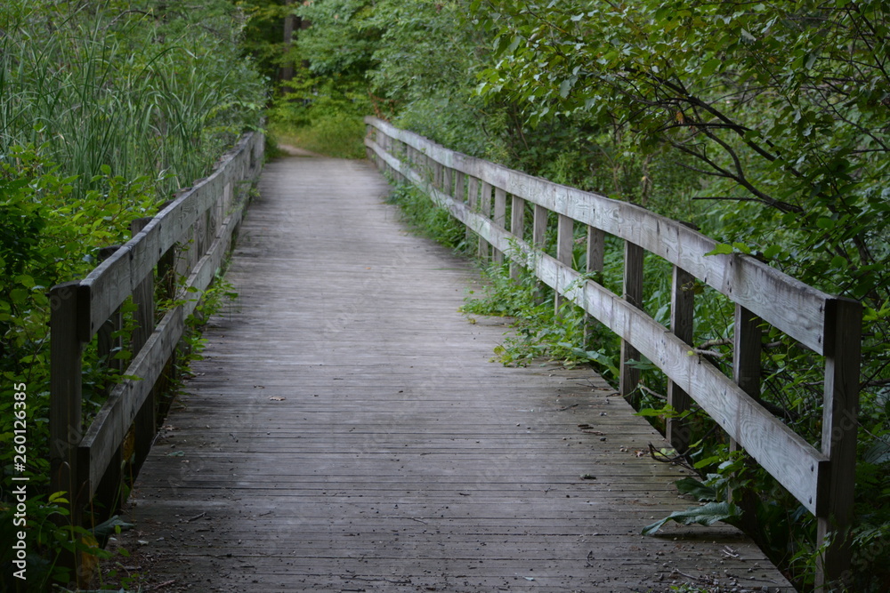 wooden bridge in the forest