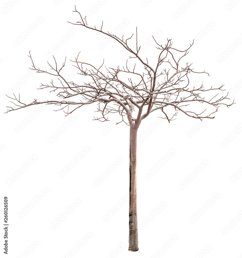 Dry tree without leaves isolated on white