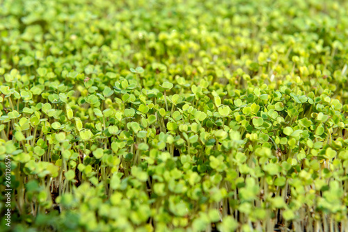 Microgreen sprouts raw sprouts