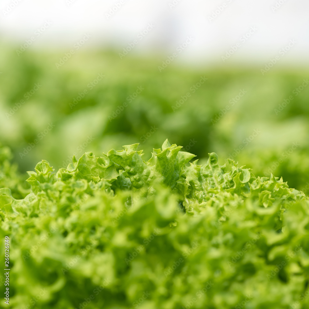 Organic hydroponic vegetable cultivation farm Organic hydroponic vegetable cultivation farm