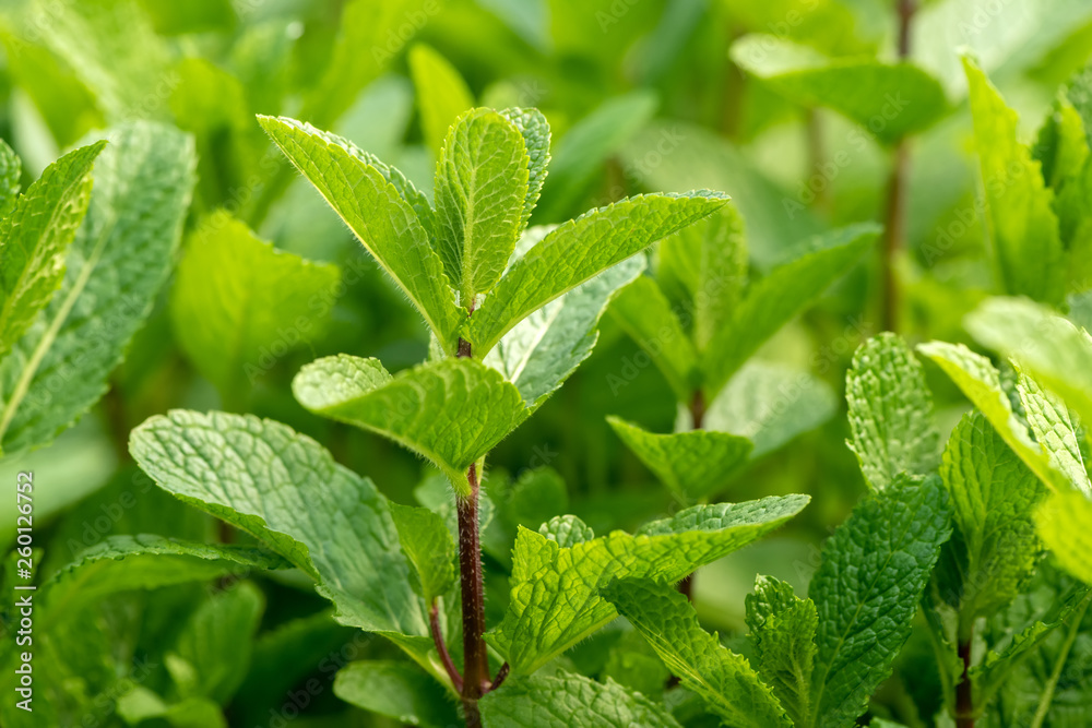 Mint plant grow at vegetable garden Mint plant grow at vegetable garden