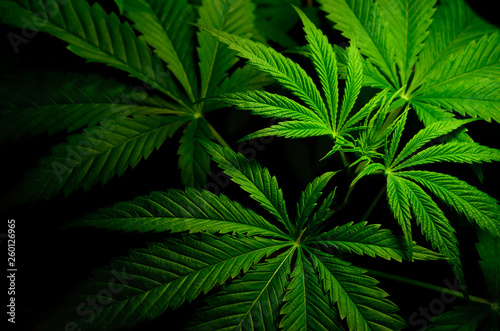 Large leaves of marijuana on a black background. Growing medical cannabis.