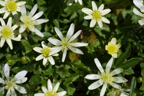 white flowers in the garden