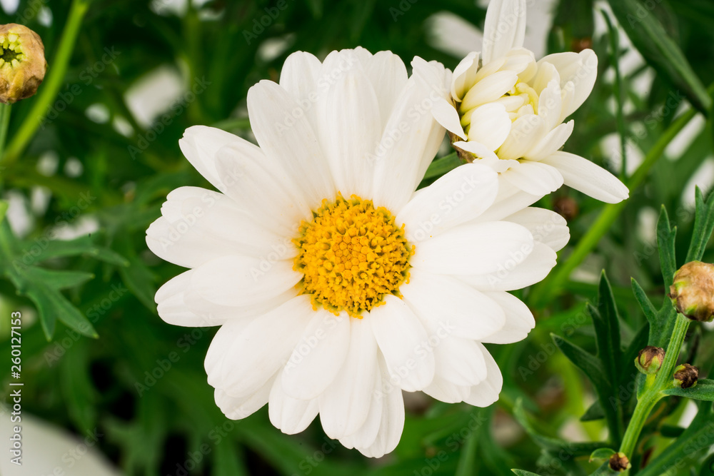 Fototapeta premium daisy flowers blooming in spring