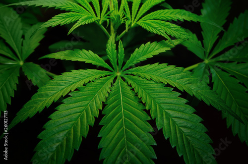 Large leaves of marijuana on a black background. Growing medical cannabis.