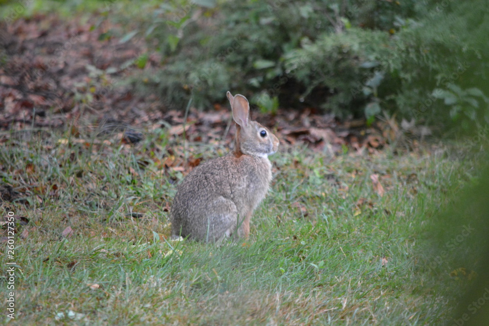 Fototapeta premium rabbit in the park